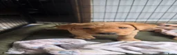 Labrador Retriever dogs for sale: Fox Red Labrador - Advert 3