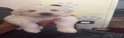 Maltese dogs for sale: 2 lovely boys for sell!! in Bristol - Advert 3