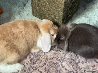 Mixed Breed rabbits Bonded male and female rabbits for forever home - Advert 1