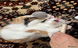 Mixed Breed cats for sale: calico male kitten READY TO LEAVE - Image 8