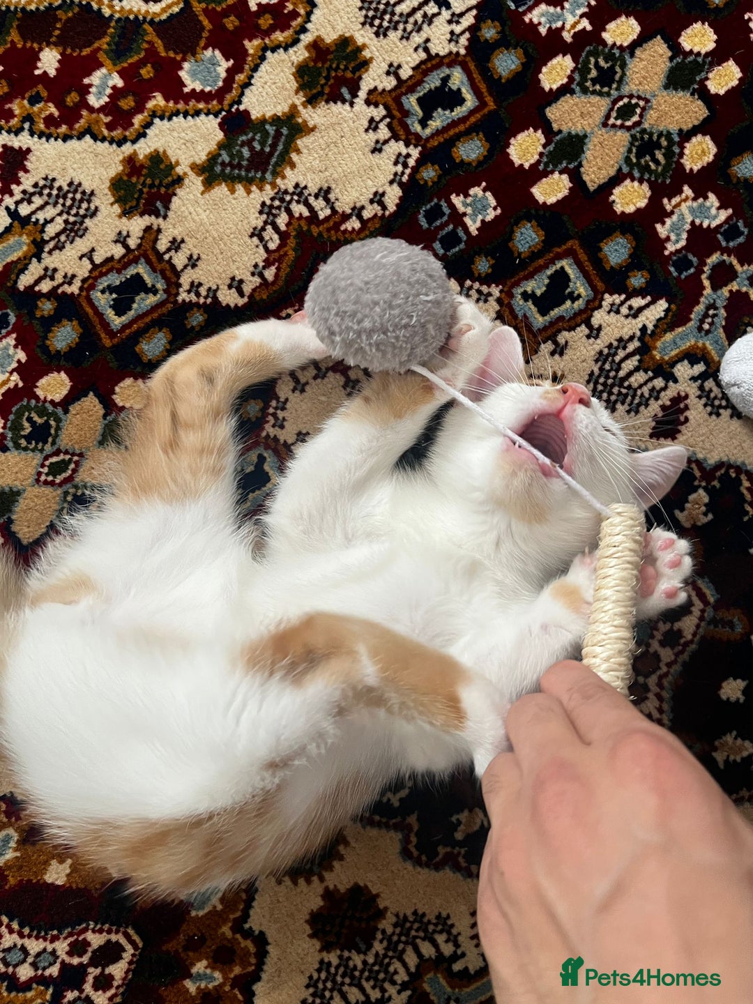 Mixed Breed cats for sale: calico male kitten READY TO LEAVE - Image 8