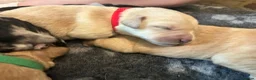 Labradoodle dogs for sale: Beautiful rainbow litter of F1 labradoodle puppies - Advert 28