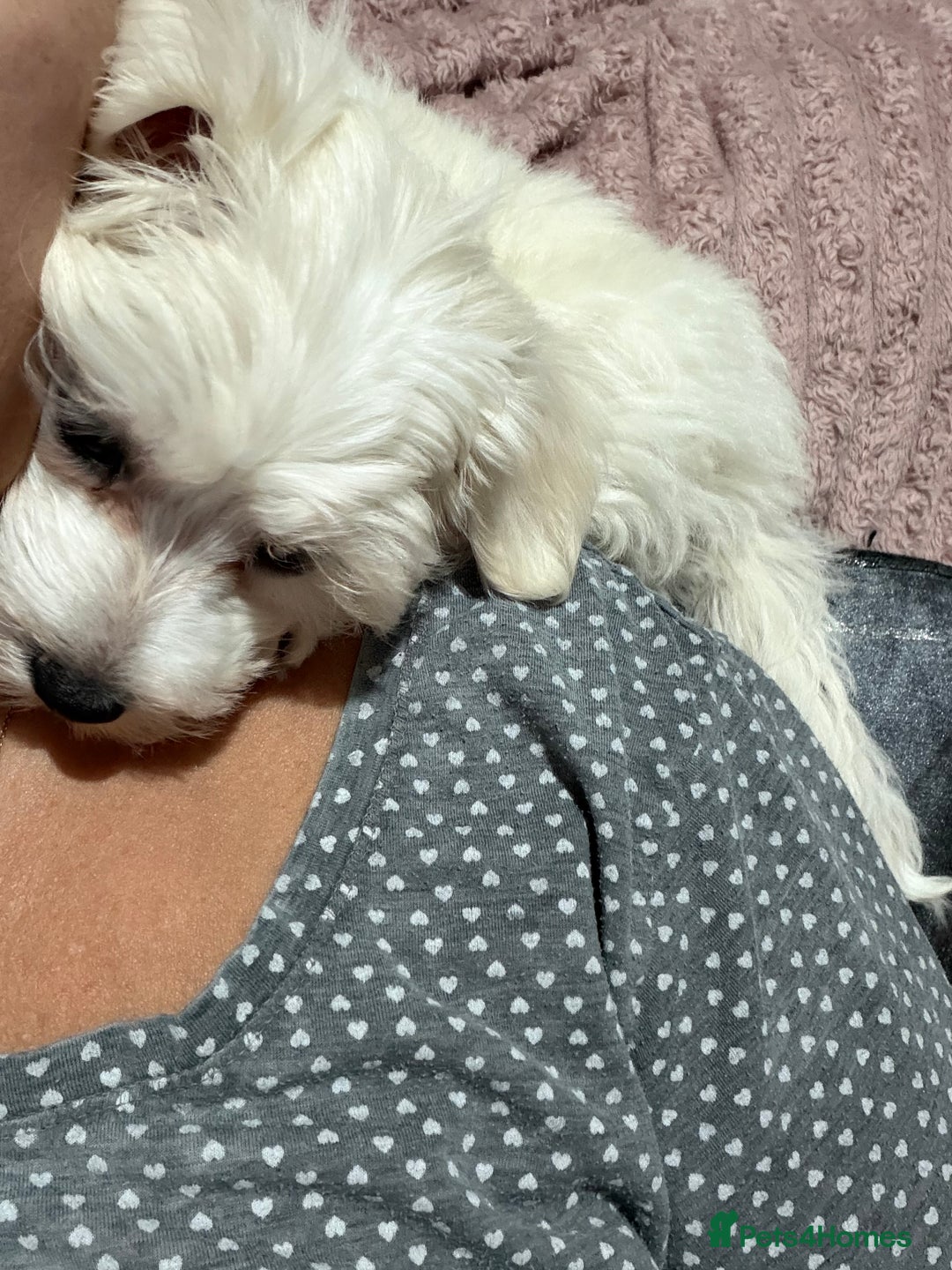 Maltese dogs for sale: Beautiful Maltese girl  - Advert 2
