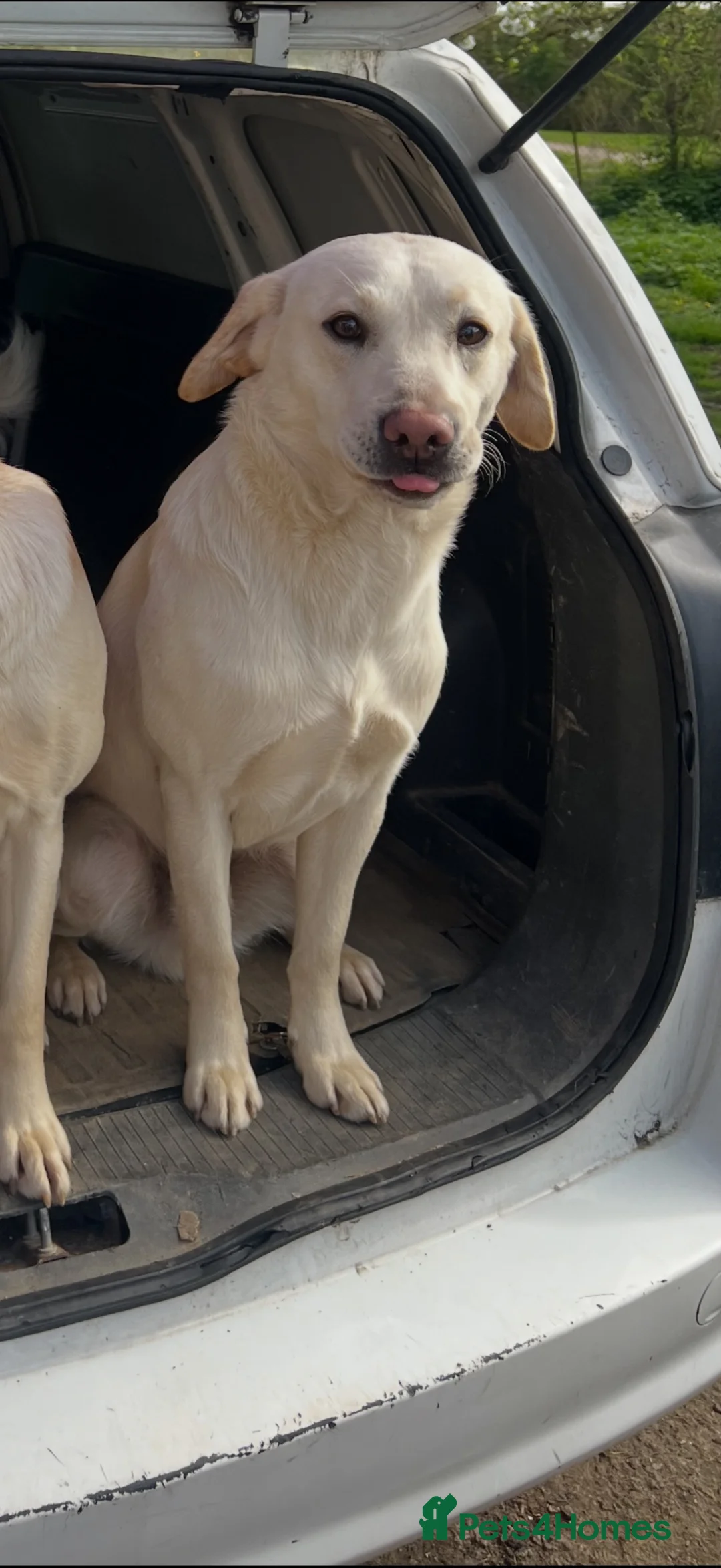 Labrador Retriever dogs for stud: White/golden Labrador stud in Thetford - Advert 6