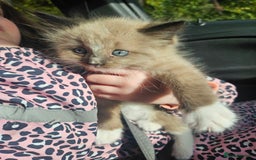 Ragdoll cats for sale: Ragdoll X babies. - Image 8