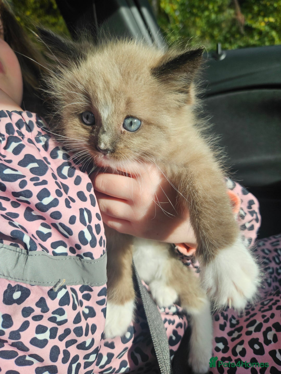 Ragdoll cats for sale: Ragdoll X babies. - Image 8