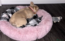 French Bulldog dogs for sale: French bulldog  - Image 2