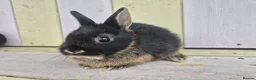 Netherland Dwarf rabbits for sale: 🩵PRETTIEST NETHERLAND DWARF COLOURED BABIES 🩷 - Advert 28