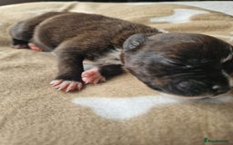 Staffordshire Bull Terrier dogs for sale: Jazz x Otis - BlackBrindles with STUNNING MARKINGS - Image 11