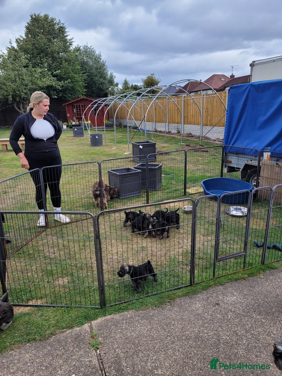 Miniature Schnauzer dogs for sale: Champion Sired, Health Tested Mini Schnauzers  - Image 2