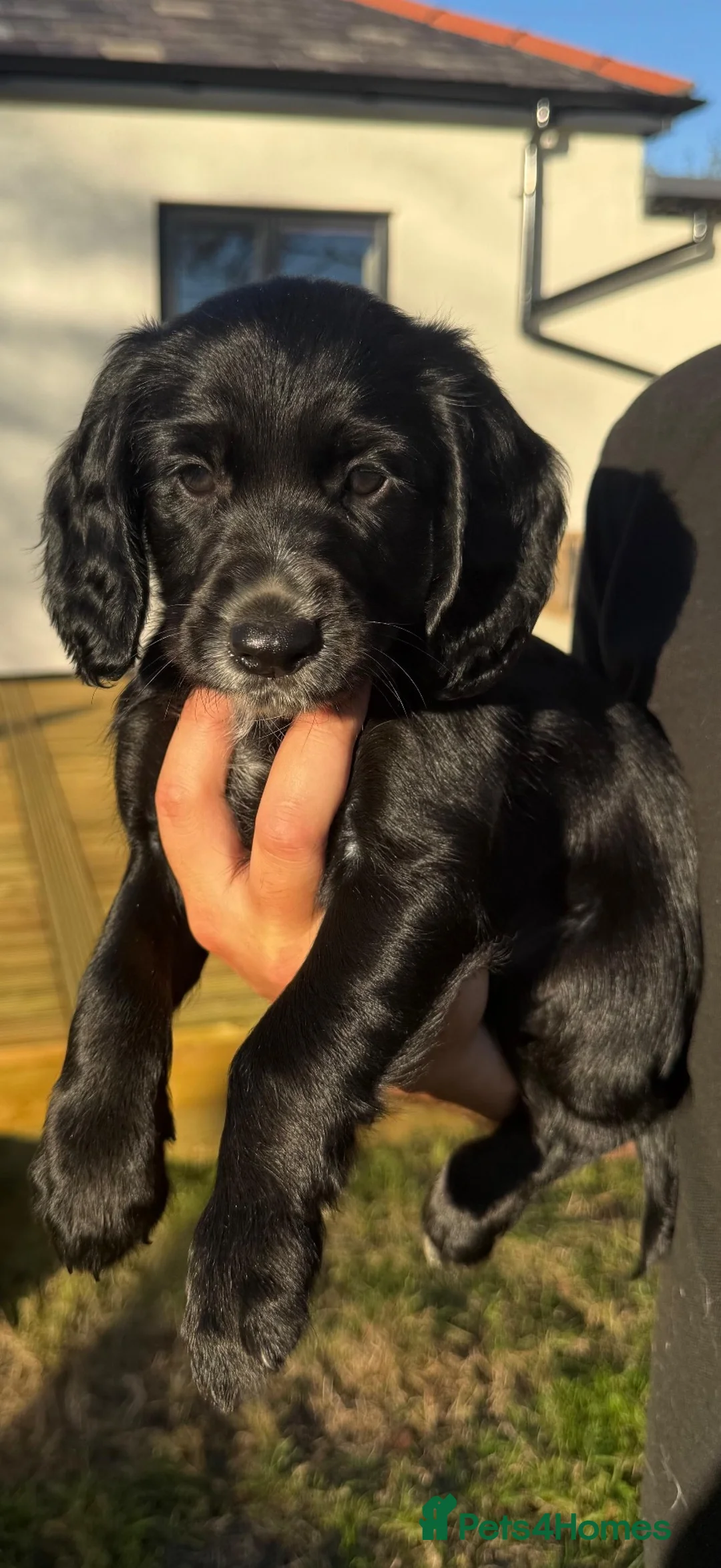 Cocker Spaniel dogs for sale: Cocker spaniels puppies for sale - Advert 2