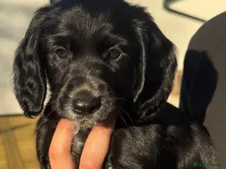 Cocker Spaniel dogs Cocker spaniels puppies for sale - Advert 4