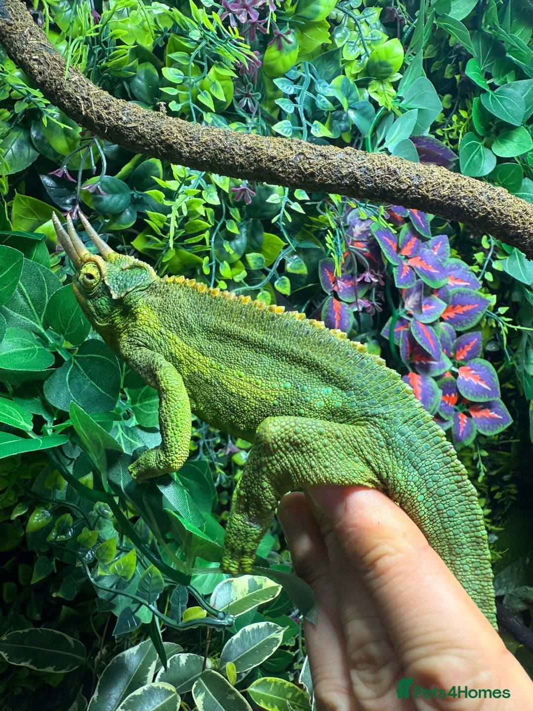 Chameleon reptiles for sale: Jackson’s breeding pair Chameleons with set up in Llandudno - Image 5