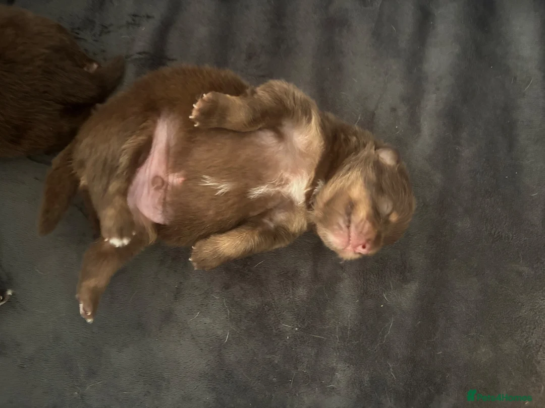 Pomeranian dogs for sale: Two Pomeranian boys for sale  - Advert 1