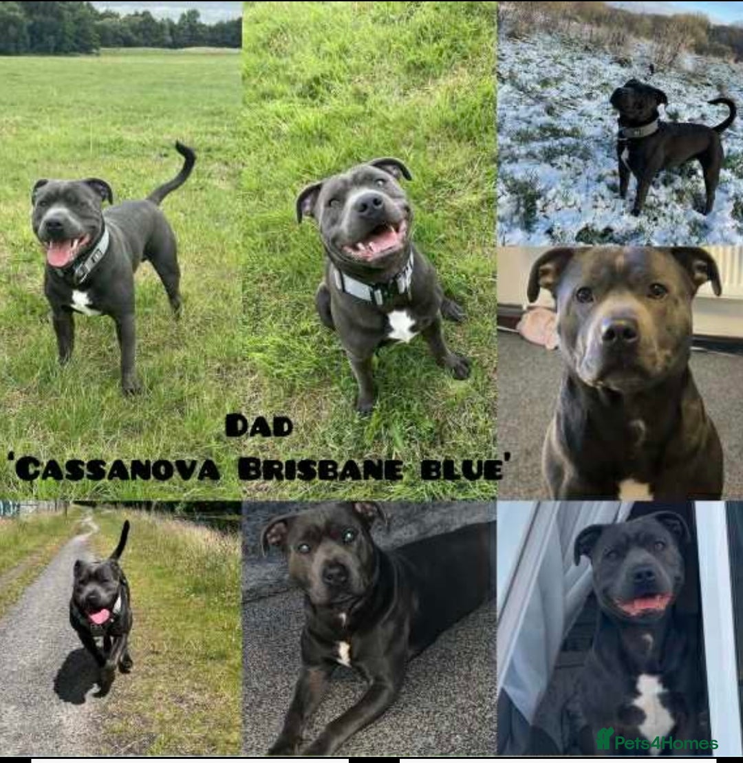 Staffordshire Bull Terrier dogs for sale: Beautiful blue staff puppies  - Image 3