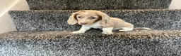 Miniature Dachshund dogs for sale: LONGHAIRED MINIATURE DAXIES READY NOW - Advert 12