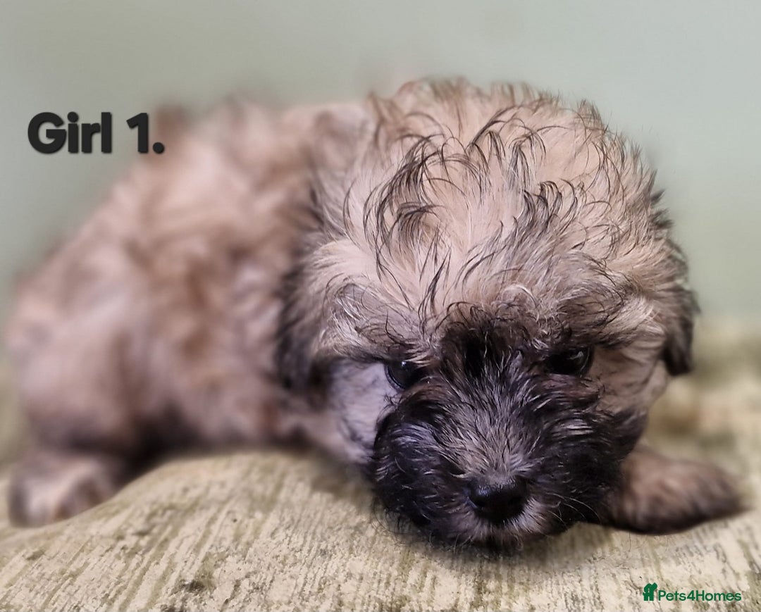 Maltipoo dogs for sale: Maltipoo puppy's - ready august 19th!  - Image 9