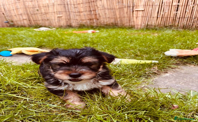 Mixed Breed dogs in Alfreton - Advert 5