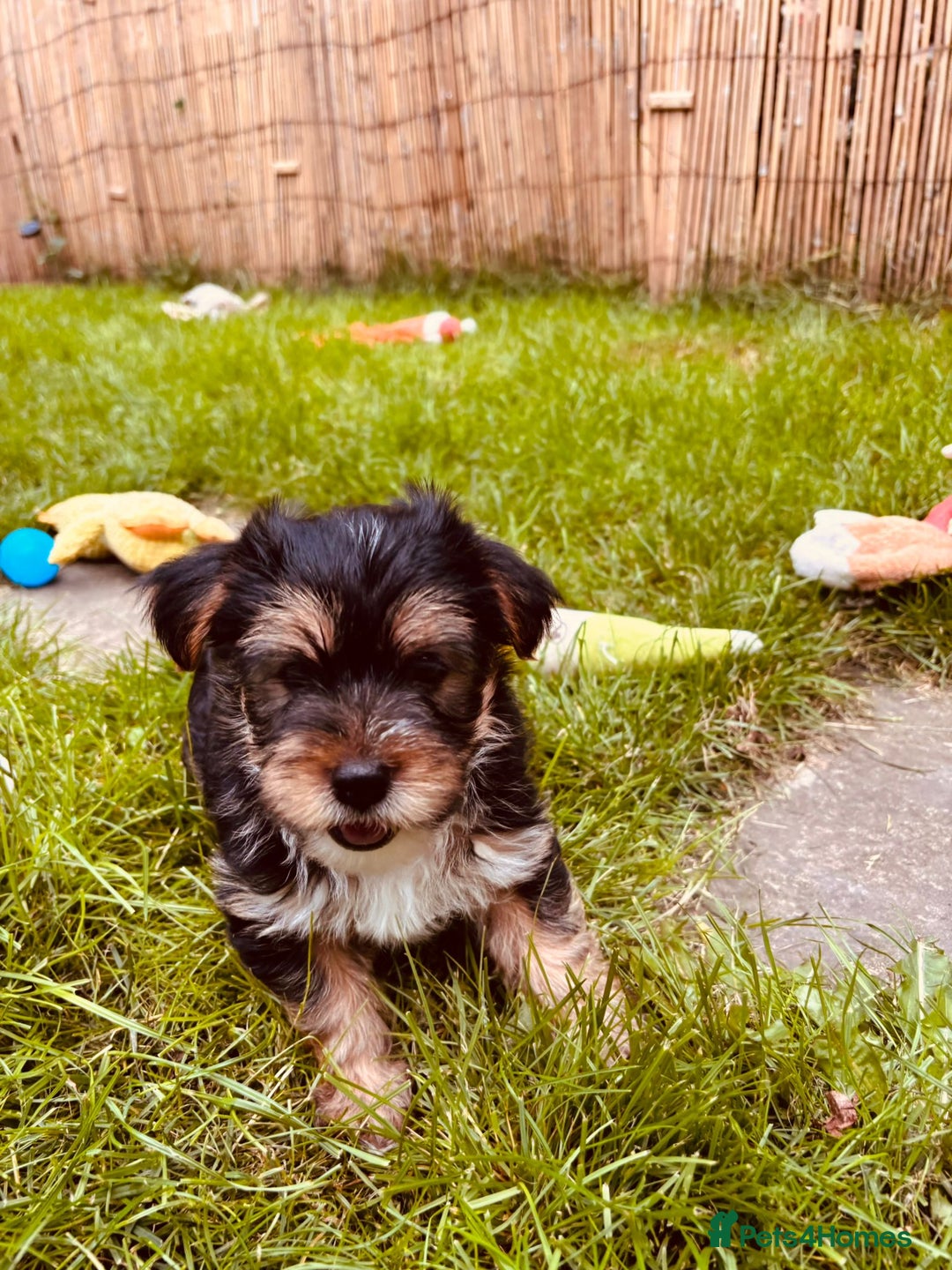 Mixed Breed dogs for sale: Shorkie cross pups for sale! in Alfreton - Image 1