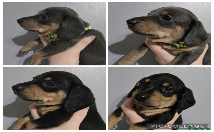 Miniature Dachshund dogs - Advert 10