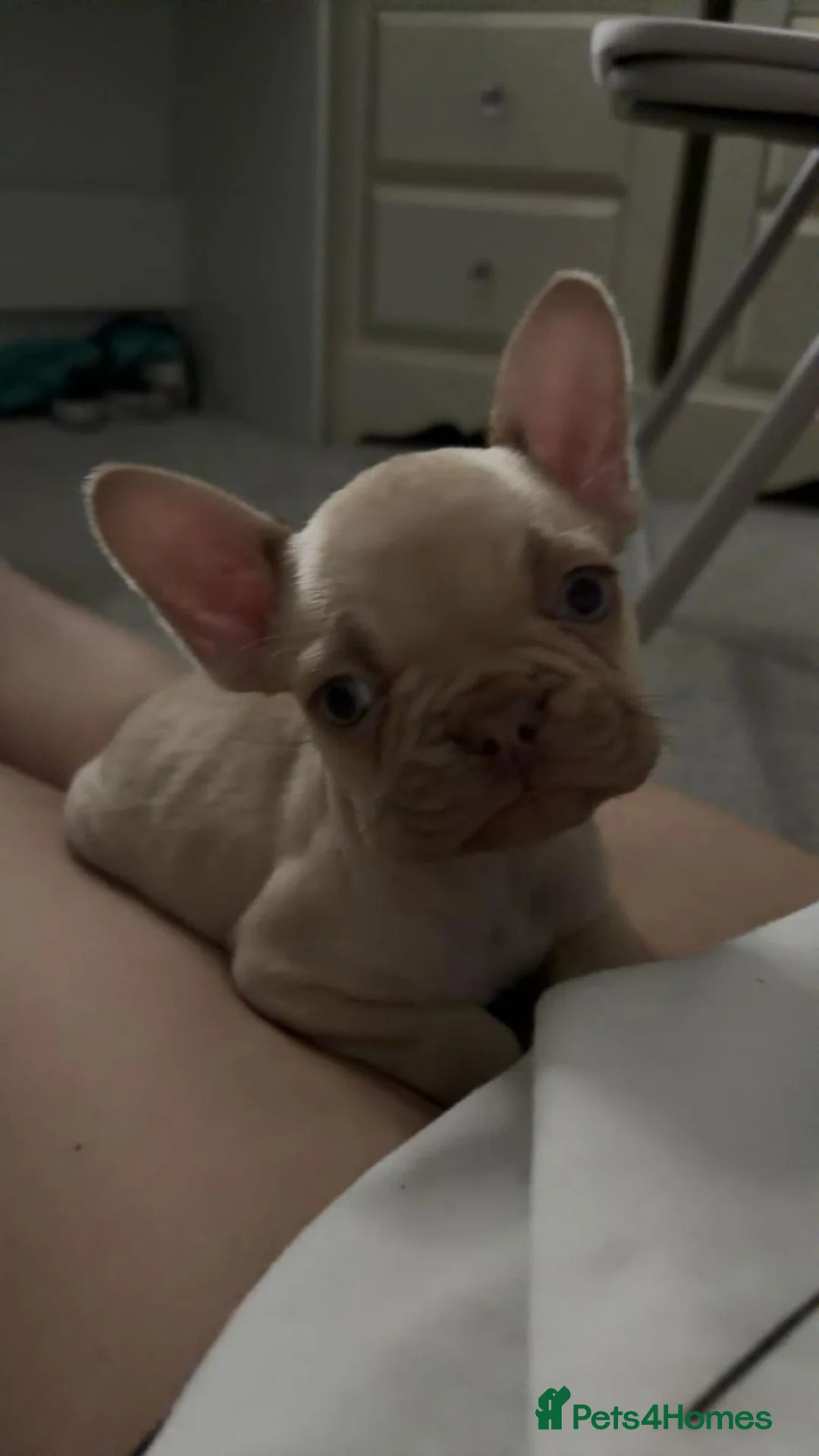 French Bulldog dogs for sale: Cream french bulldog  - Advert 1