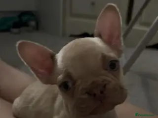 French Bulldog dogs Cream french bulldog - Advert 13