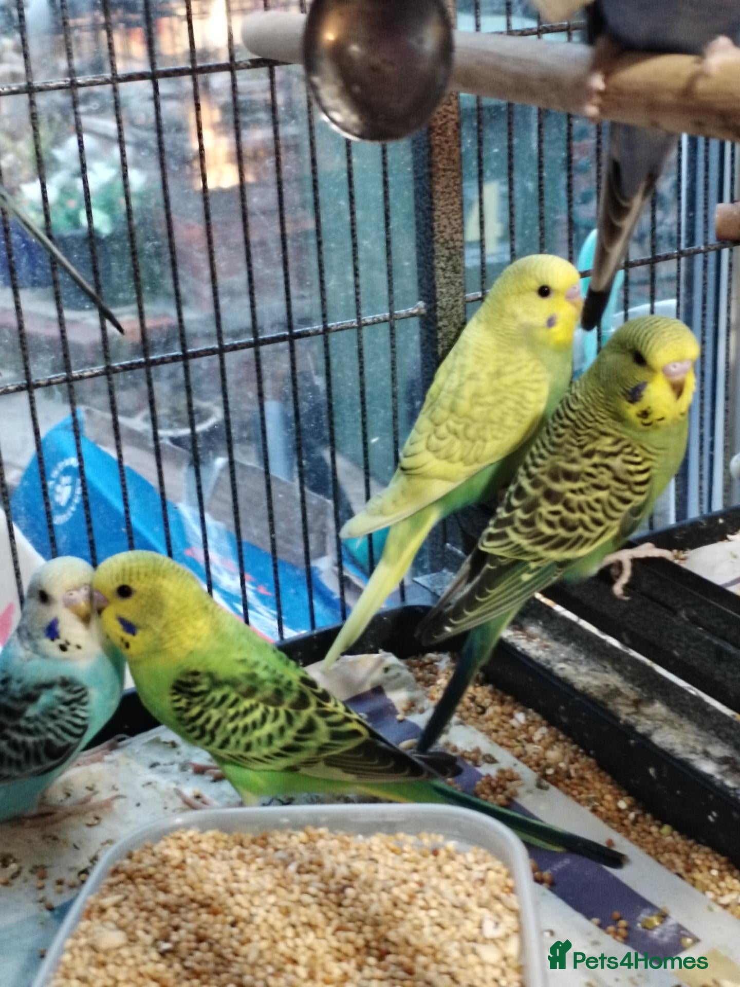 Budgerigars birds Beautiful baby budgies  - Advert 2