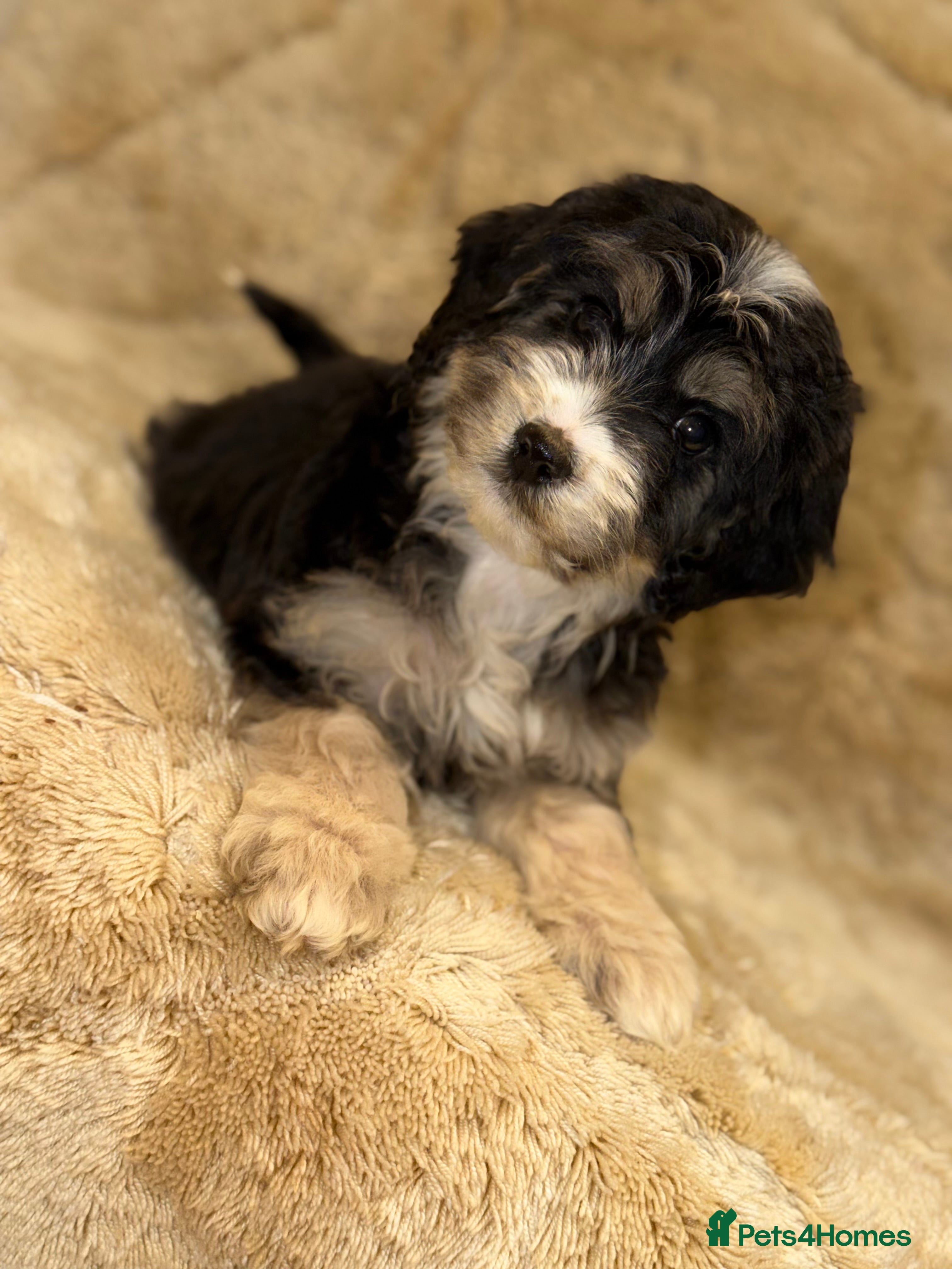 Cockapoo dogs F1 cockapoo one girl left ready to leave - Advert 18