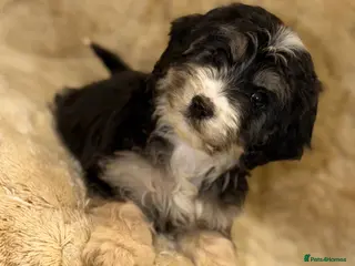 Cockapoo dogs F1 cockapoo one girl left ready to leave - Advert 18