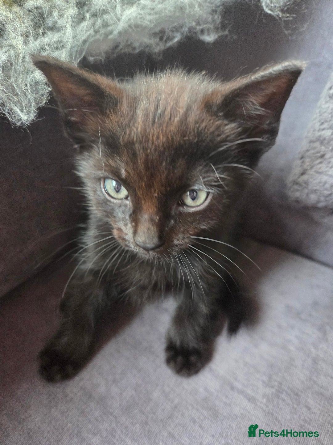 Mixed Breed cats for sale: Mixed breed kittens - Image 17
