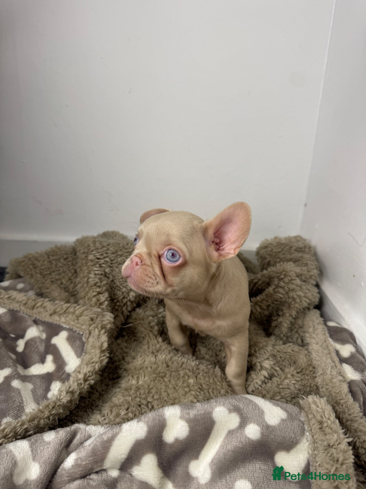 French Bulldog dogs Fluffy and Pink - Advert 1