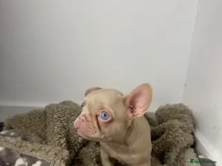 French Bulldog dogs Fluffy and Pink - Advert 1