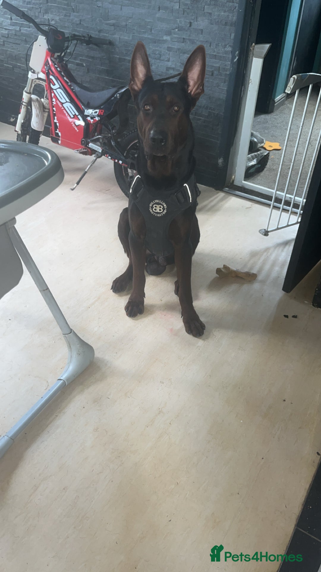 Mixed Breed dogs for sale: Laizhou Hong (Chinese red dog) puppies  in Rotherham - Image 11