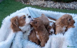 Cavapoo dogs for sale: Beautiful Cavapoo Puppies 1st Generation for sale - Image 1