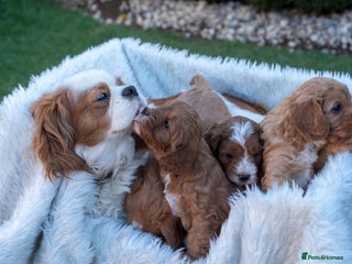 Cavapoo dogs - Advert 4