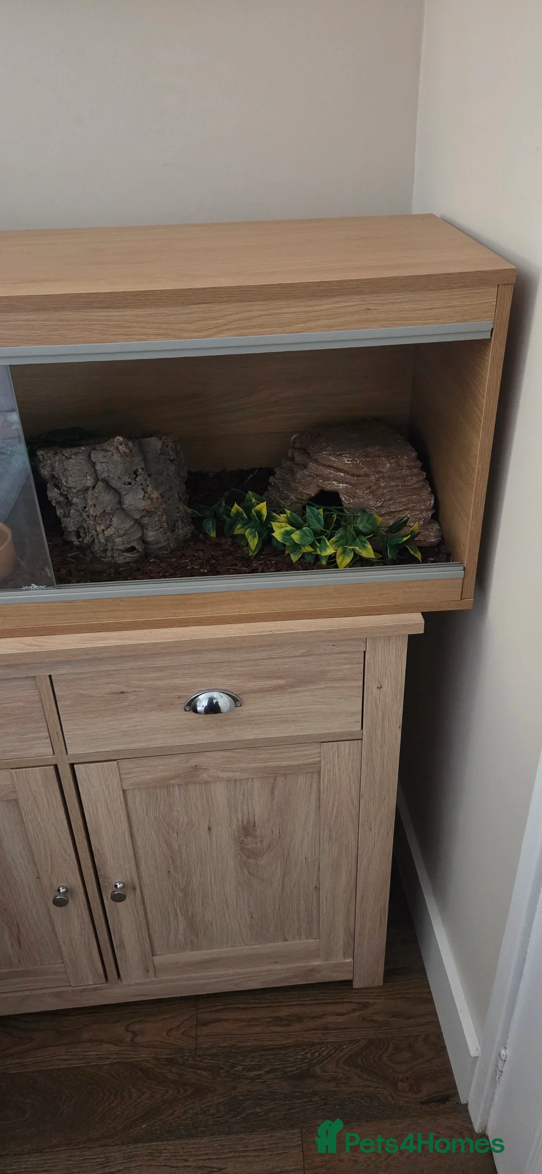 Python Snake reptiles for sale: Banana royal python  - Advert 18