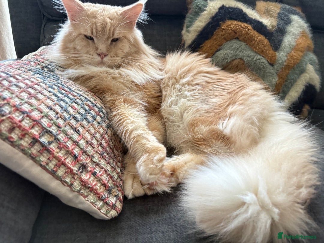 Maine Coon cats for sale: Pedigree fluffy Maine coon kittens - Image 9