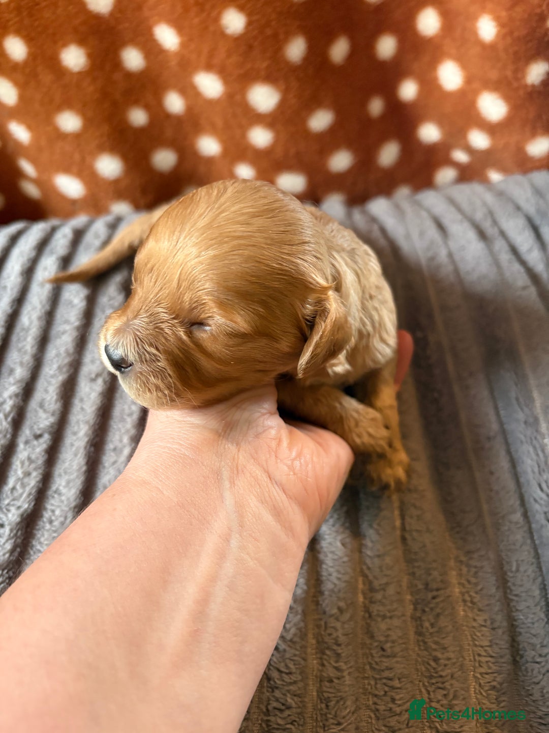 Mixed Breed dogs for sale: 8 beautiful cockapoo cross cavapoo pups - Image 19