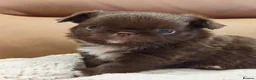 Chihuahua dogs for sale: KC REG THAI X RUSSIAN LINES NOW ARRIVED  - Advert 13