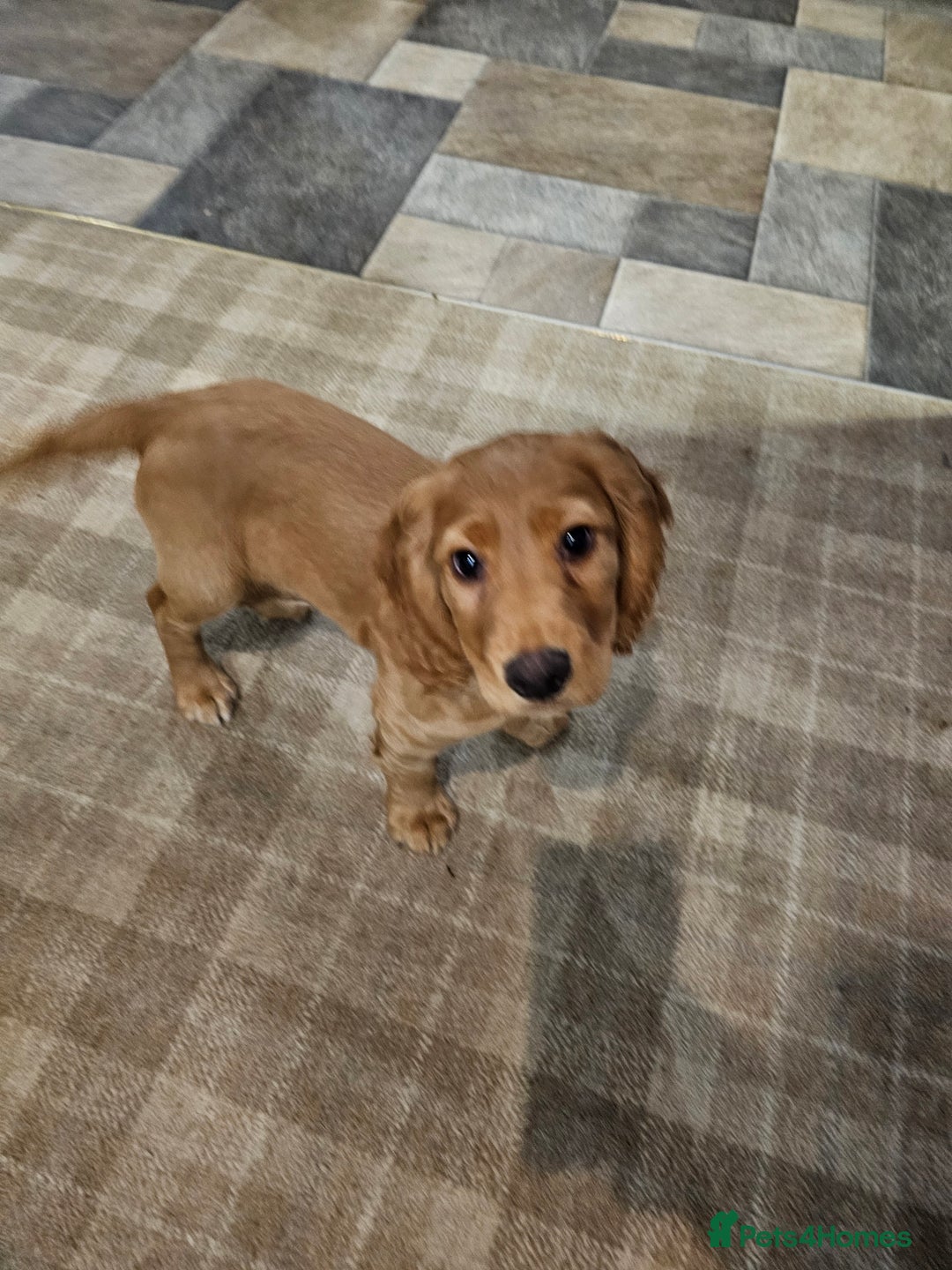 Cocker Spaniel dogs for sale: Golden cocker spaniel - Advert 2