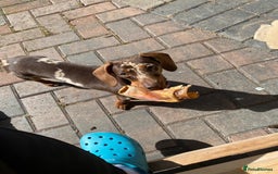 Miniature Dachshund dogs for sale: 💛 Loving Dapple Miniature Dachshund Pair 💛 - Image 10