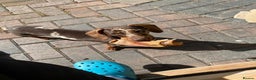 Miniature Dachshund dogs for sale: 💛 Loving Dapple Miniature Dachshund Pair 💛 - Advert 10