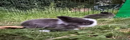 Mixed Breed rabbits for sale: 3 baby rabbits ready for reservation  - Advert 6