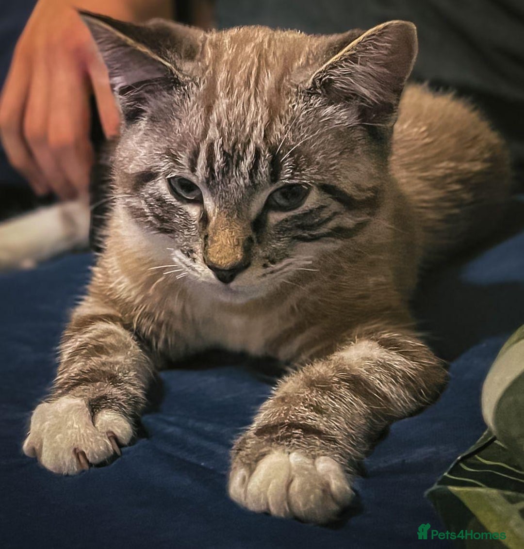 British Shorthair cats for sale: Beautiful british short hair mix kitten - Advert 10