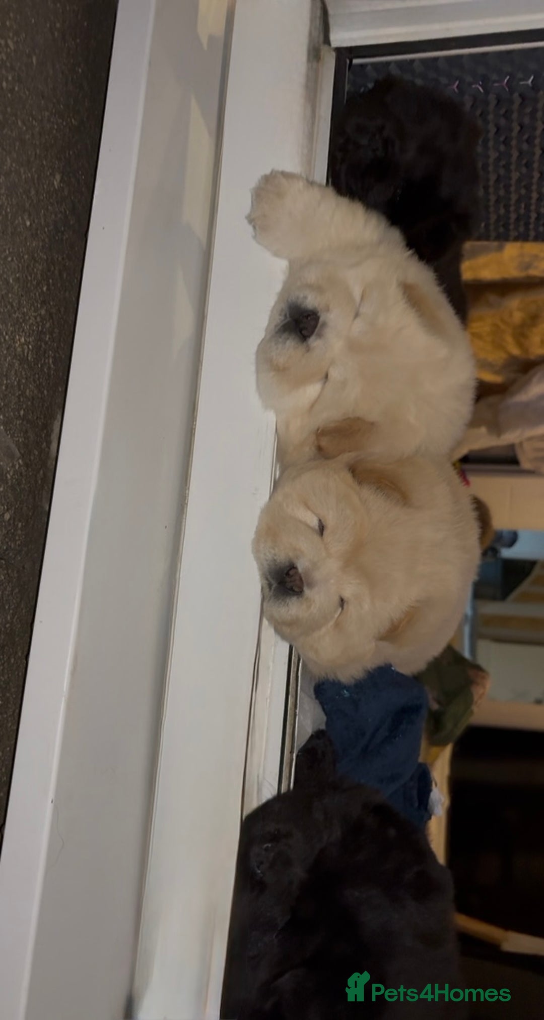 Chow Chow dogs for sale: Four Luxury Female ChowChows🐾 - Advert 6