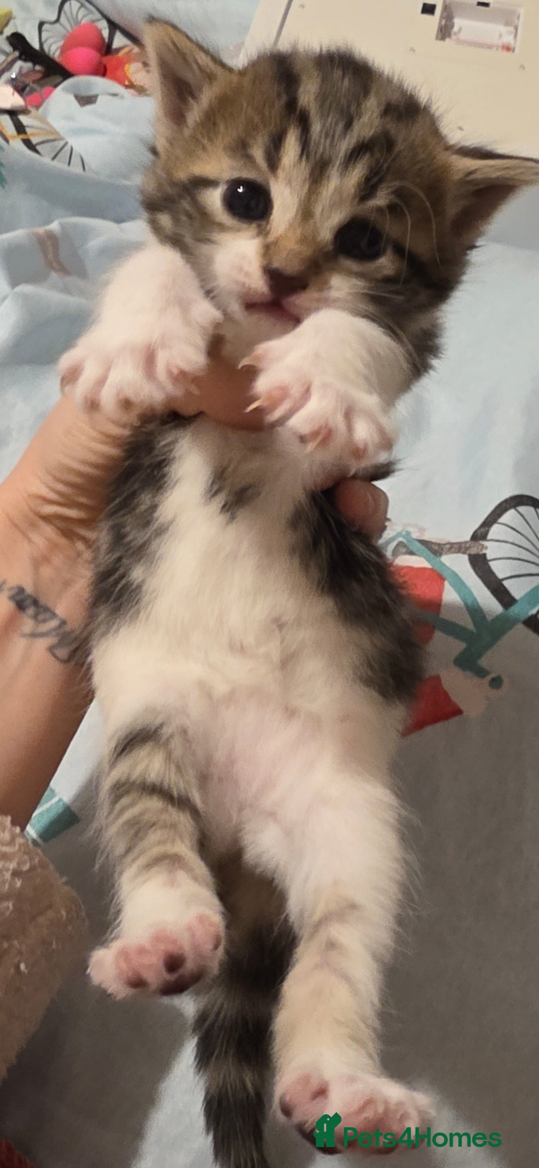 Mixed Breed cats for sale: 2 beautifull kittens - Advert 2