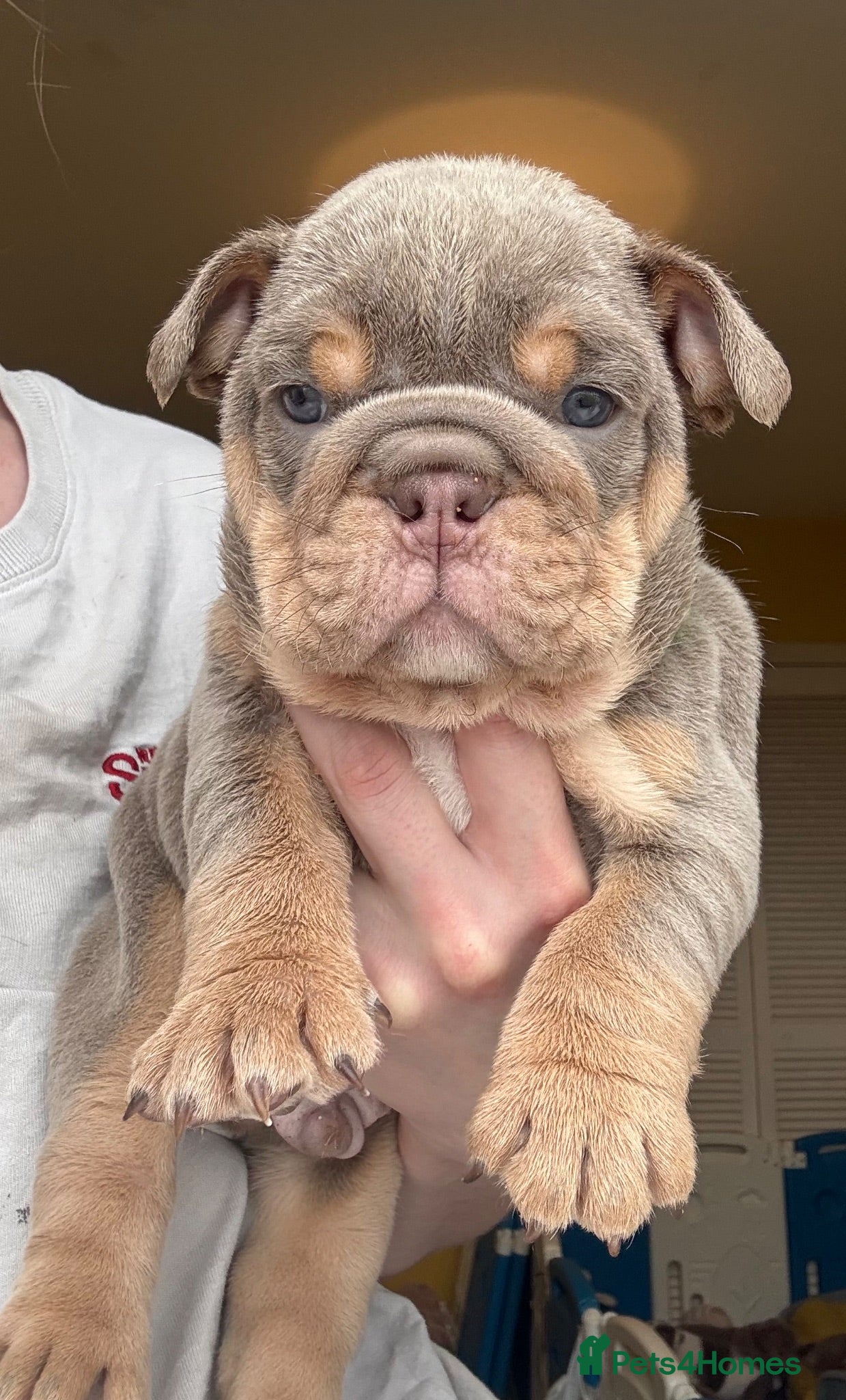 English Bulldog dogs KC English bulldog puppies  - Advert 2