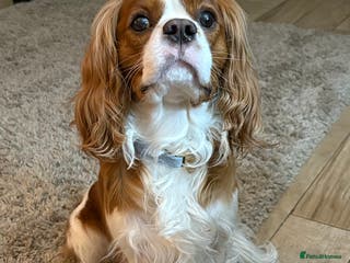 Cavalier King Charles Spaniel dogs KC DNA clear Cavalier King Charles Spaniel Stud - Advert 5