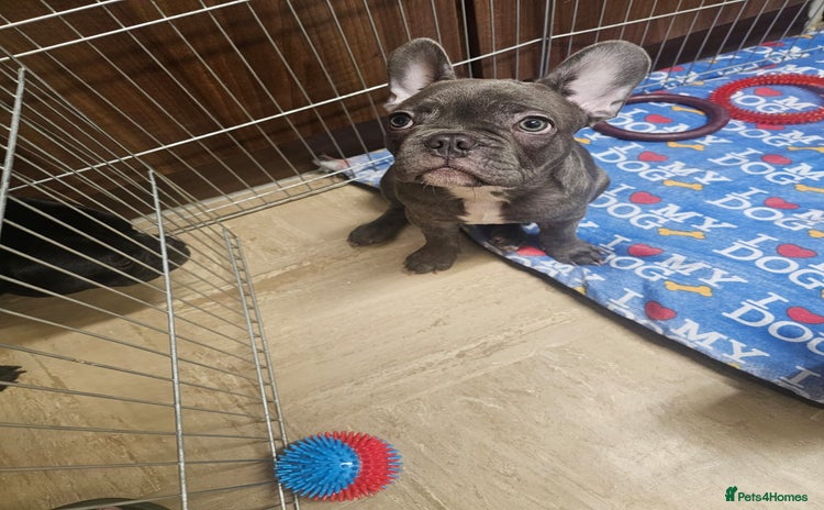 French Bulldog dogs for sale - Advert 1