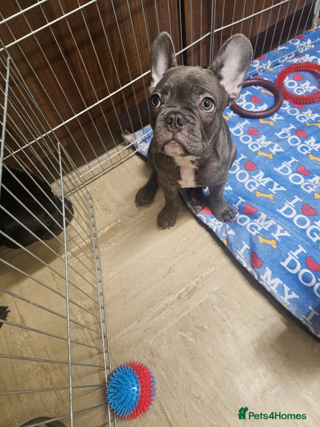French Bulldog dogs for sale: French Bulldog  - Image 1